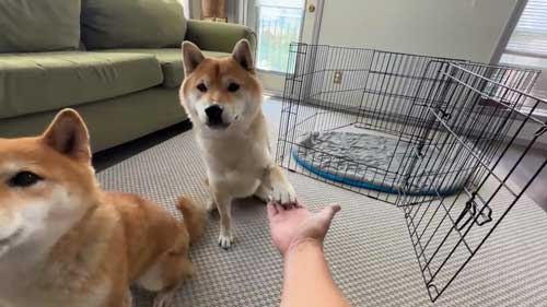 思い出した柴犬