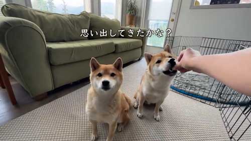 おすわりする柴犬