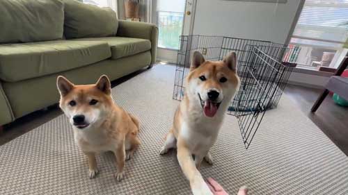 お手決まった柴犬