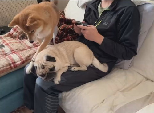 「当たり前のように奪い奪われていく、それがパパ膝。」