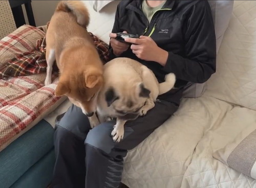 「当たり前のように奪い奪われていく、それがパパ膝。」