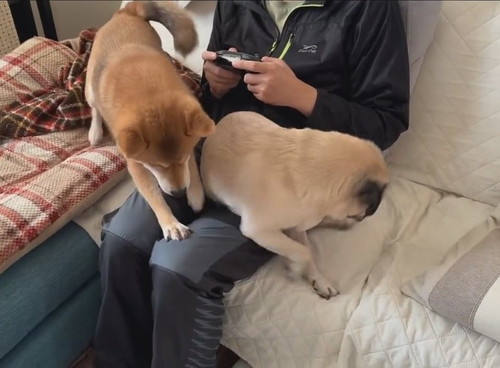 「当たり前のように奪い奪われていく、それがパパ膝。」