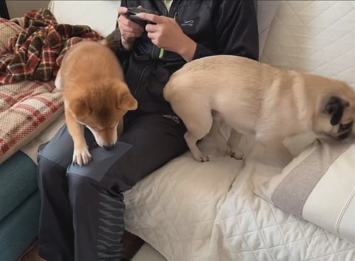 「当たり前のように奪い奪われていく、それがパパ膝。」