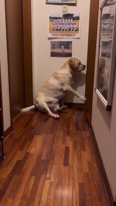 ドアたたく犬