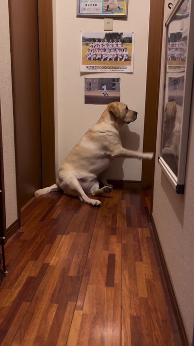 起きてほしい犬