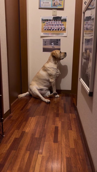 切ない表情の犬