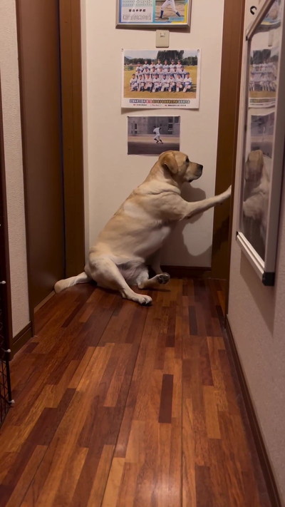 トントンする犬