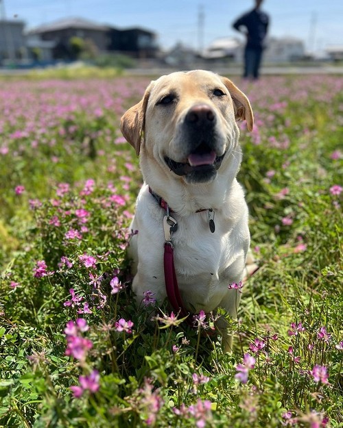 お出掛けする犬