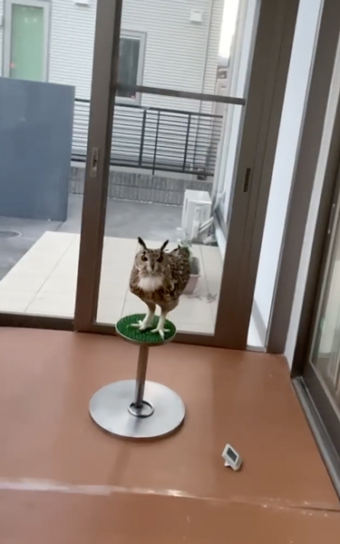 再会を喜ぶフクロウ