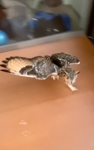 うれしそうなフクロウ