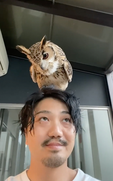 頭の上フクロウ