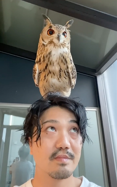 まんぞくげなフクロウ