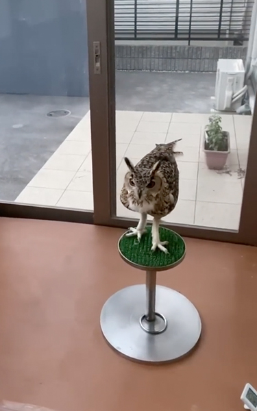 再会を喜ぶフクロウ