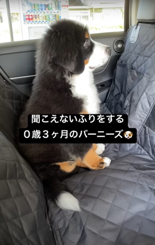 バーニーズ