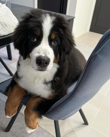 椅子に座るワンコ