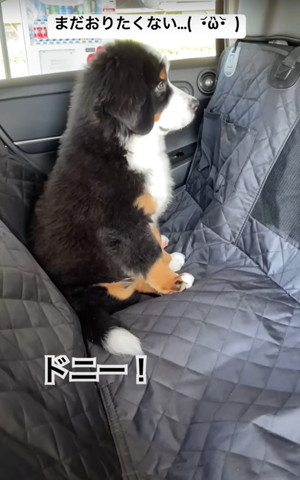 ドニーテロップ