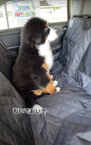 おいでおいでテロップ