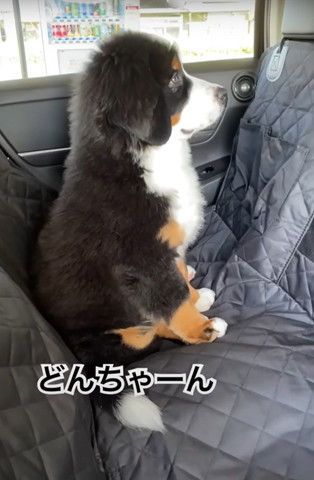 どんちゃーんテロップ