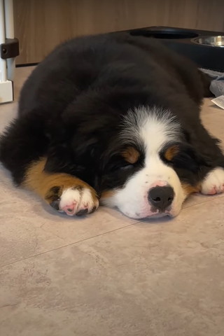 前足を顏の横に置いて寝るワンコ