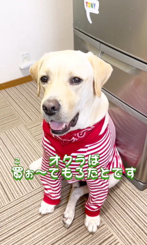 オクラ買おてもろたとです