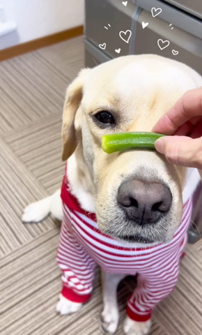 鼻にオクラ乗せるワンコ