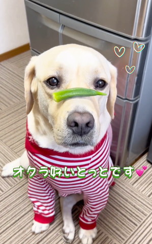 オクラ好いとっとです