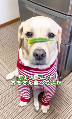 長ぉ〜乗すっとおもさん食べてよか