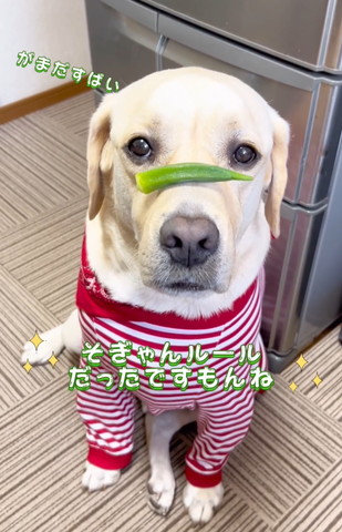 そぎゃんルール