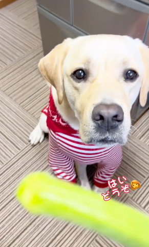 はいどうぞテロップ