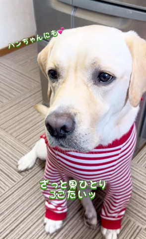 はんちゃんにも