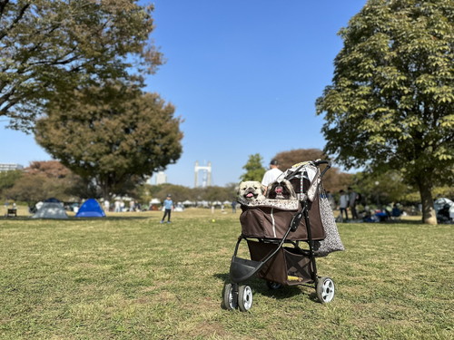 カートに入った犬