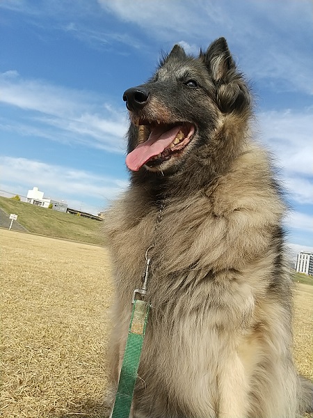青空とベルジアン・シェパード・ドッグ・タービュレン