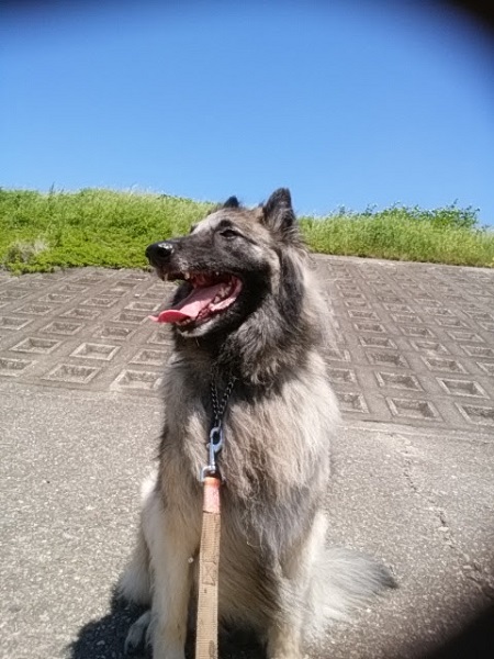 笑顔のベルジアン・シェパード・ドッグ・タービュレン