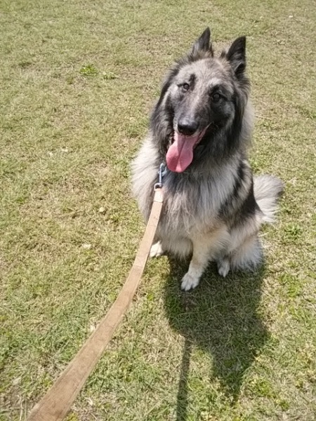 おすわりするベルジアン・シェパード・ドッグ・タービュレン