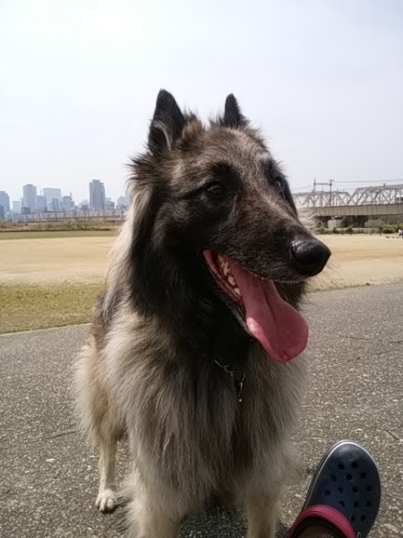 うれしそうなベルジアン・シェパード・ドッグ・タービュレン