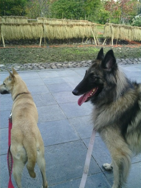 横顔のベルジアン・シェパード・ドッグ・タービュレン