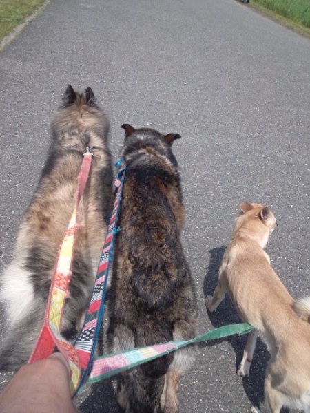 後ろ姿のベルジアン・シェパード・ドッグ・タービュレン