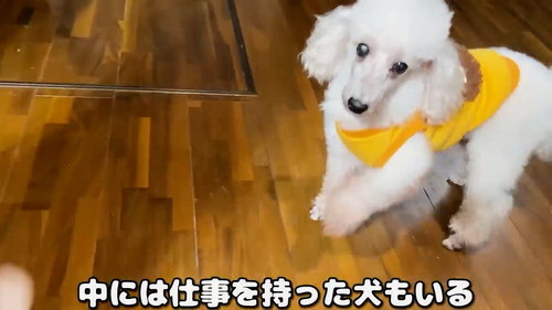 仕事を持った犬