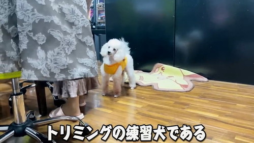練習犬