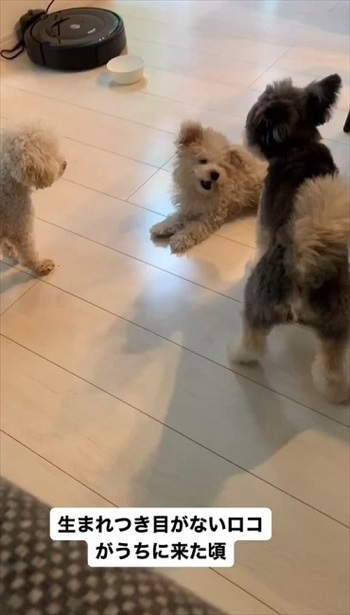 生まれつき目がないワンコ