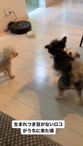 生まれつき目がないワンコ