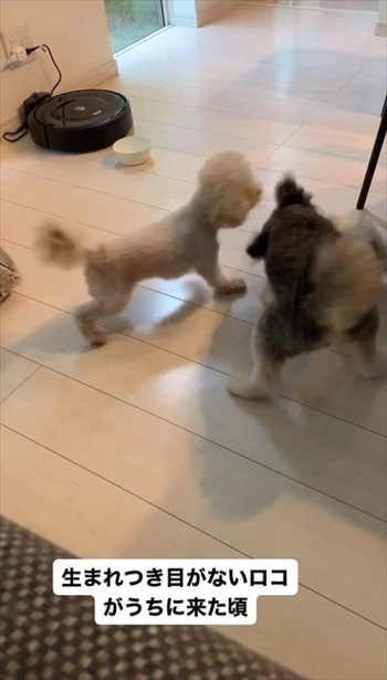 生まれつき目がないワンコ