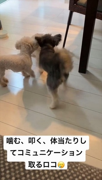 生まれつき目がないワンコ