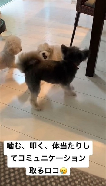 生まれつき目がないワンコ