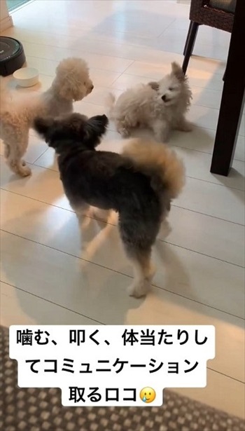 生まれつき目がないワンコ