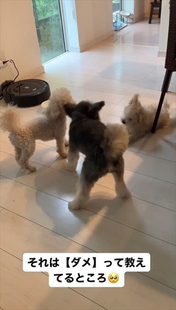 生まれつき目がないワンコ