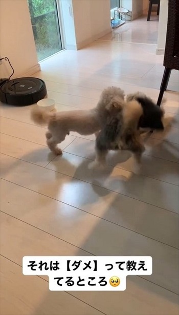 生まれつき目がないワンコ