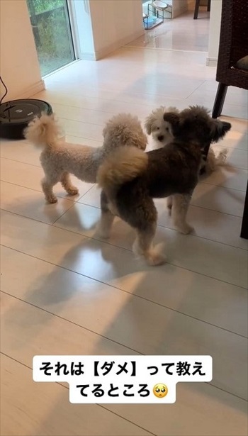 生まれつき目がないワンコ