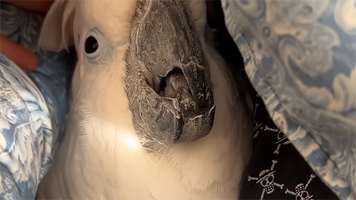 気持ちよさそう顔アップ