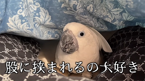 股にはさまれるのが大好き